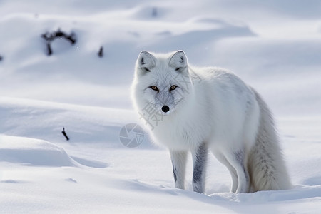 雪地上的北极狐图片