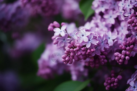 美丽的紫色丁香花背景图片