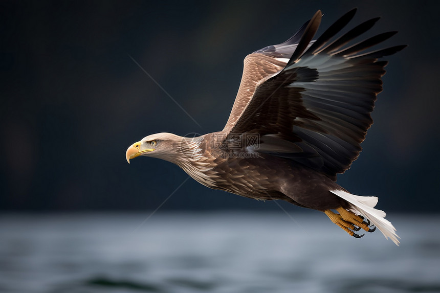 大自然的海鹰鸟图片