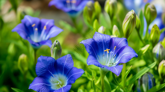 春天中盛开的蓝色花朵图图片