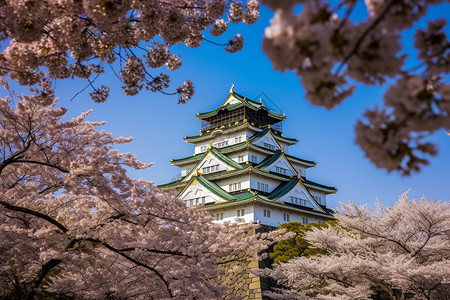 春天景观樱花环绕的大阪城图背景