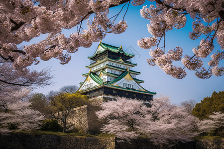 大阪城樱花樱花环绕的大阪城图片背景