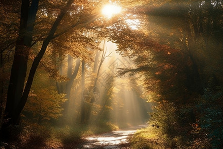 清晨秋天森林景观图片
