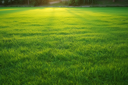 草坪修剪新鲜修剪的绿色草坪背景