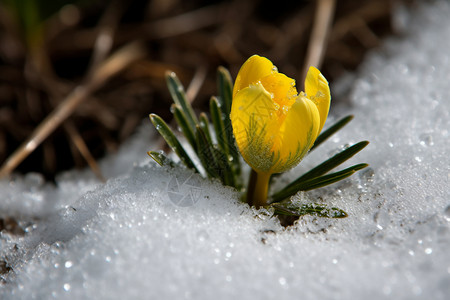 融雪中的黄花图片