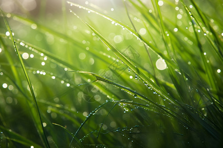 春天的草地上的露水图片图片