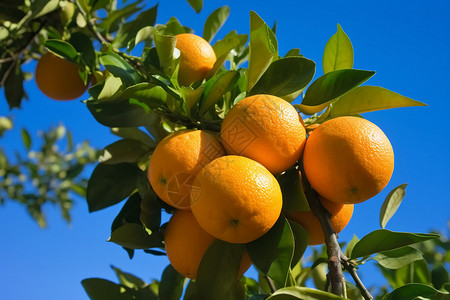 树上成熟的橙子图片