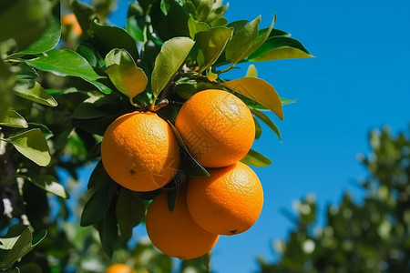 成熟的橙子图片背景图片