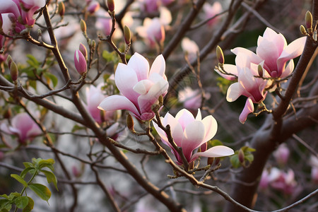 春天盛开的粉红色玉兰花图片图片