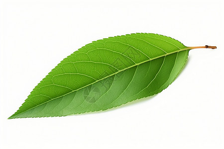 绿色纹理植物叶子绿色的叶子设计图片