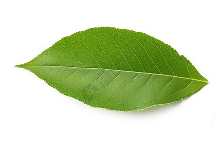 绿色纹理植物叶子绿色叶子设计图片