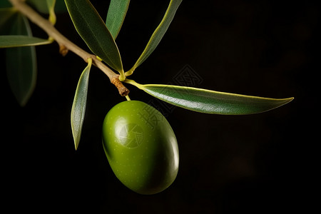 长在树上的橄榄果高清图片
