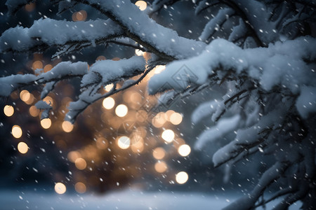 雪中的树枝图片