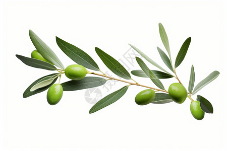 橄榄枝上的橄榄高清图片