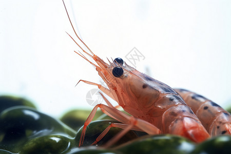 鲜虾海鲜刺身背景图片