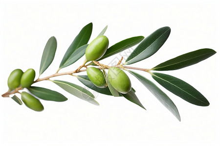 橄榄枝背景图片