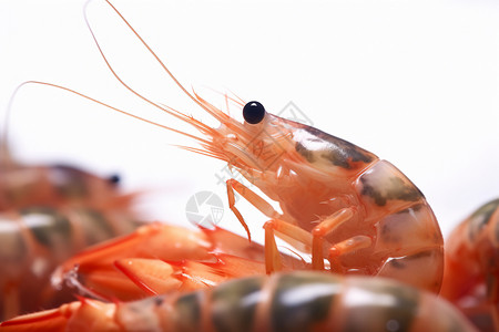 鲜虾刺身背景图片