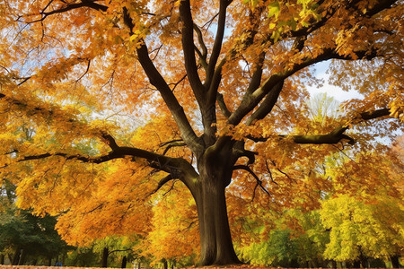 金色大树秋季公园里金色的树木背景