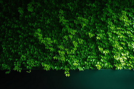 公园绿植一片植物墙设计图片