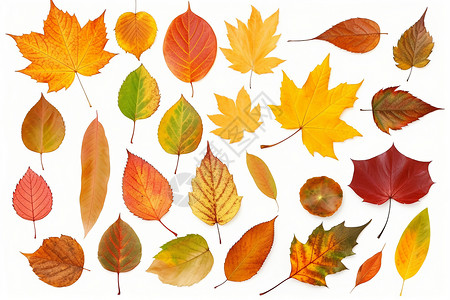 各种各样的秋叶背景图片