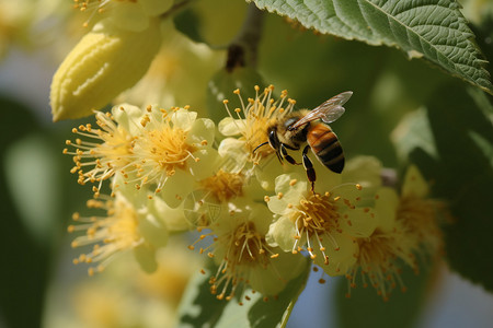 菩提花上的蜜蜂图片