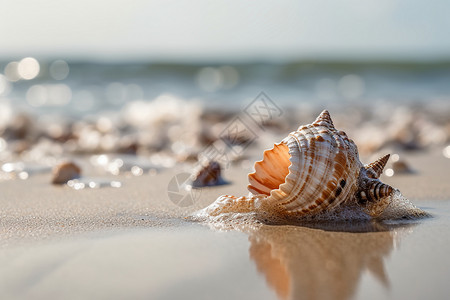 沙滩上五彩缤纷的贝壳高清图片