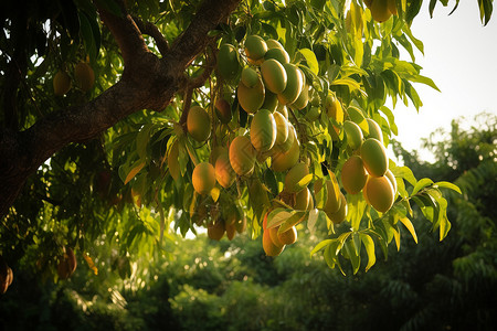 硕果累累的芒果树图片