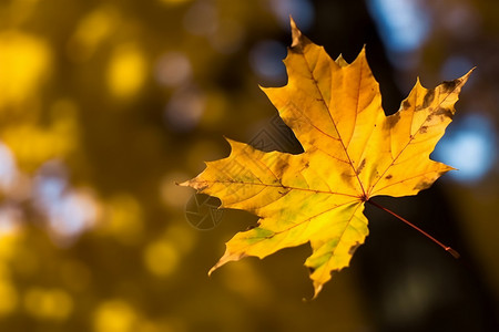 秋天背景下的黄色枫叶图片