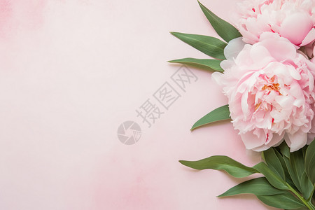 粉红色牡丹花设计图片
