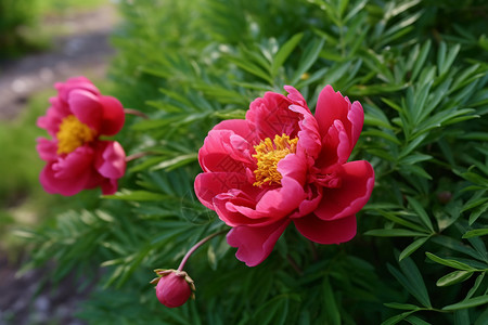 红色牡丹花园里红色的牡丹花背景