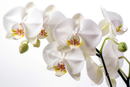 盛开的白色蝴蝶兰背景图片