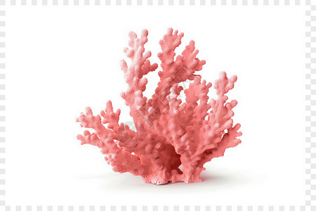 白色背景珊瑚背景图片
