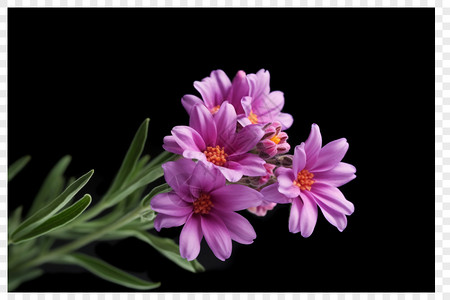 紫色小雏菊黑色背景背景图片