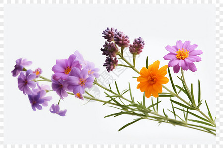 紫色雏菊小雏菊白色背景设计图片