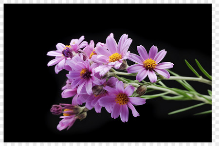 紫色小雏菊黑色背景背景图片