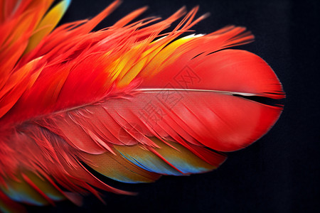美丽的鸟的羽毛图片