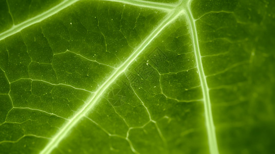 光学下的绿色植物图片