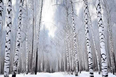 冬季的白桦林图片