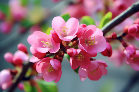 春天美丽的粉红色花朵背景图片