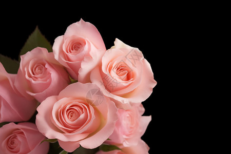 培育的粉红色玫瑰花背景图片
