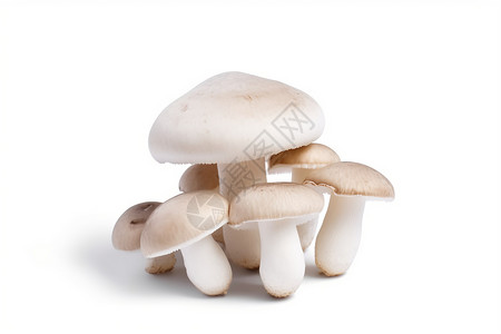 农场培育的白色蘑菇图片
