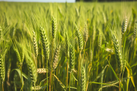 小满成熟麦田正在长籽的小麦背景