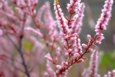 红柳花枝春季特写高清图片