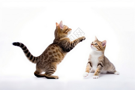 小猫玩耍两只可爱的小猫背景