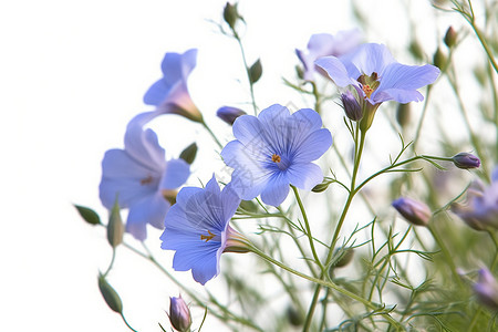 宿根亚麻开花高清图片