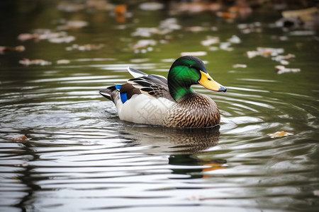 湖泊里的绿头鸭背景图片