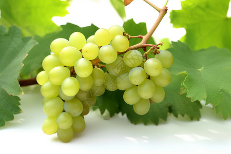 绿提子干一串新鲜的葡萄背景