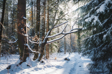 冬日森林雪景背景图片