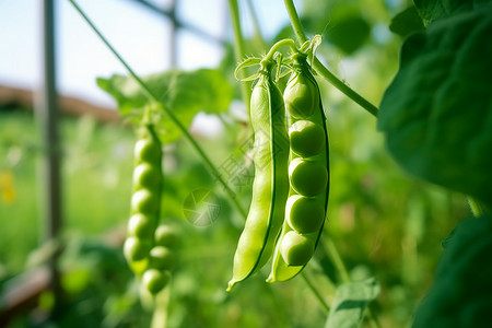 农场上的豌豆荚高清图片