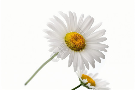 白色美丽的雏菊图片